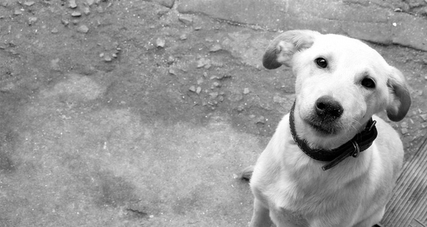 Compras: Adoção de cães abandonados no MorumbiShopping