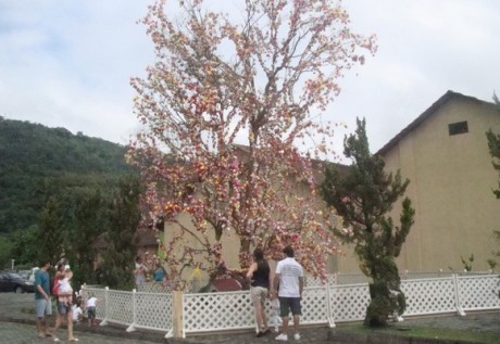 Osterbaum Florianópolis