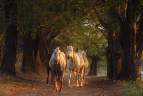 Cavalgada do Pinhão