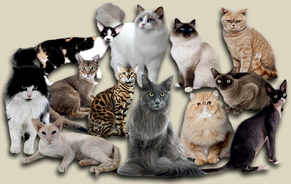 Exposição Internacional de Gatos de Raça do Clube Brasileiro do Gato