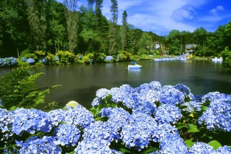 Hortênsias no Lago Negro em Gramado