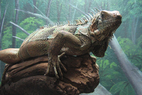 museu de história natural campinas