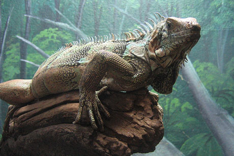 Arte: Museu de História Natural de Campinas