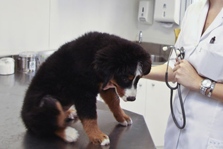 TV: Clínicas veterinárias 24 horas em São Paulo