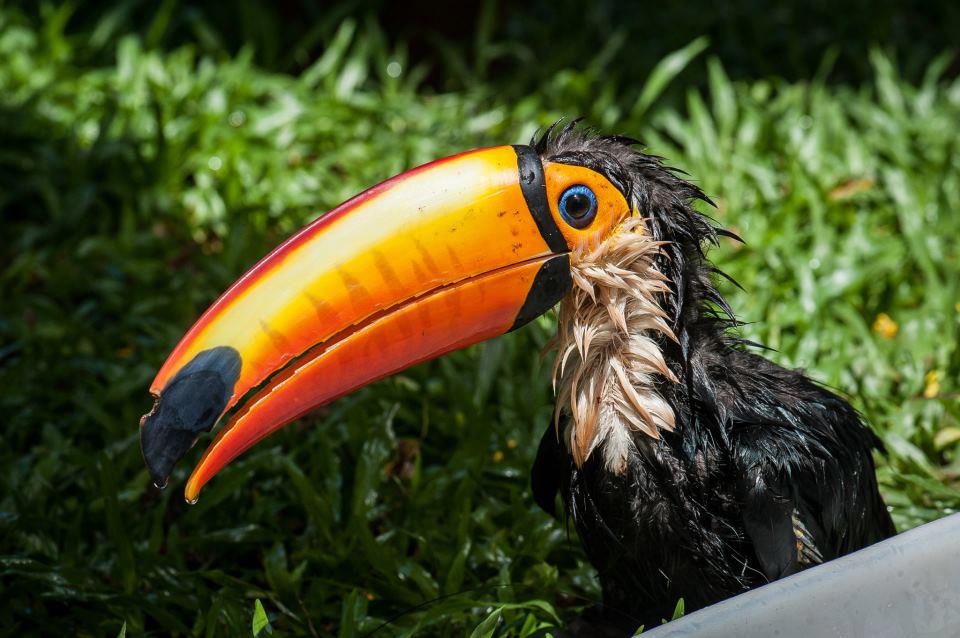 Parque das Aves