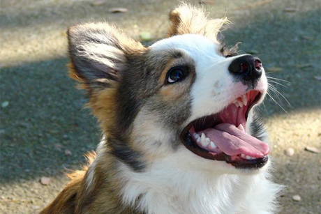 TV: Adestradores de cães em São Paulo