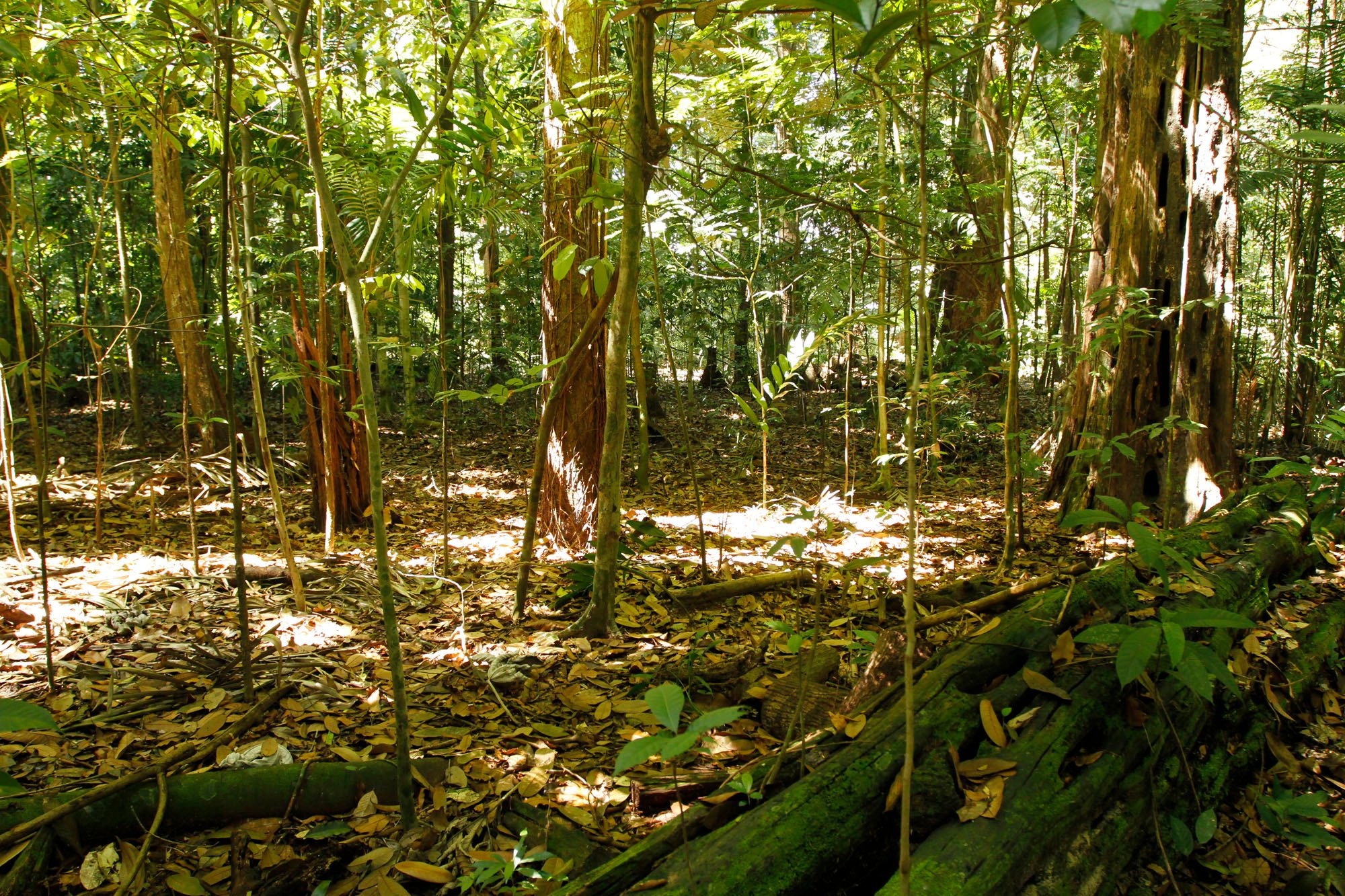 Viagens: Jardim Botânico da Amazônia Bosque Rodrigues Alves