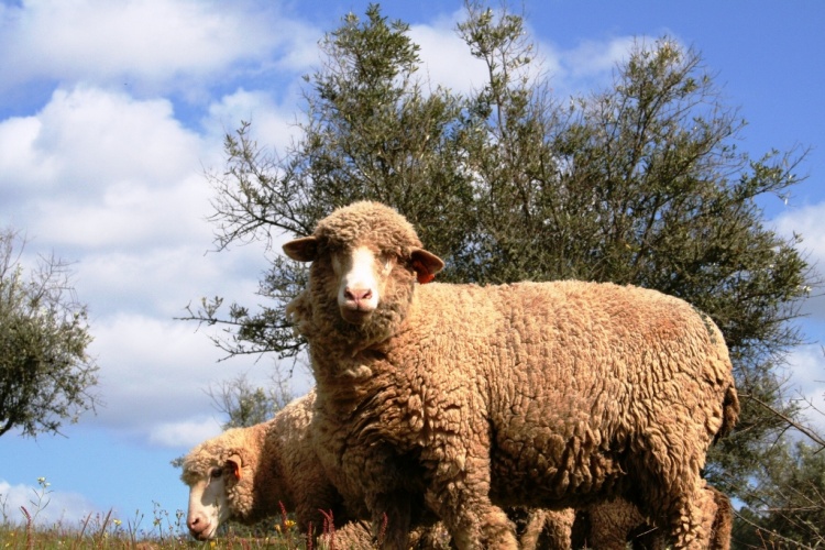 Viagens: Mês da tosquia de ovelhas