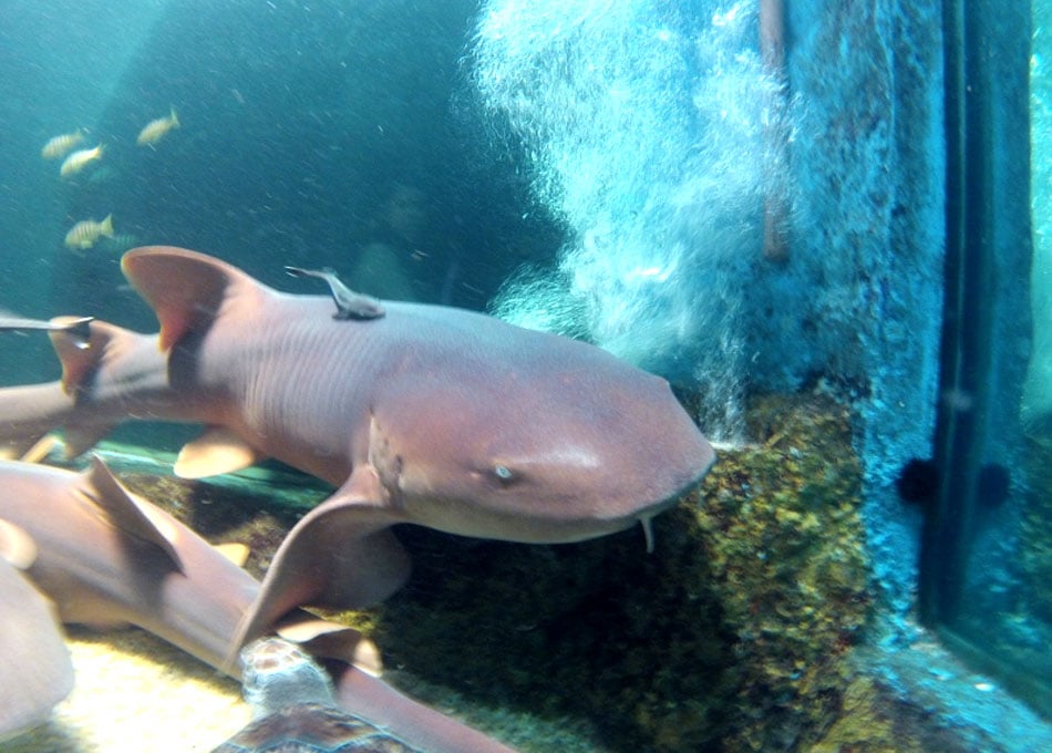 Aquário de São Paulo: veja um tubarão e sereias de pertinho