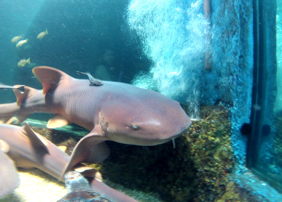 Filhos (antigo): Aquário de São Paulo: veja um tubarão e sereias de pertinho