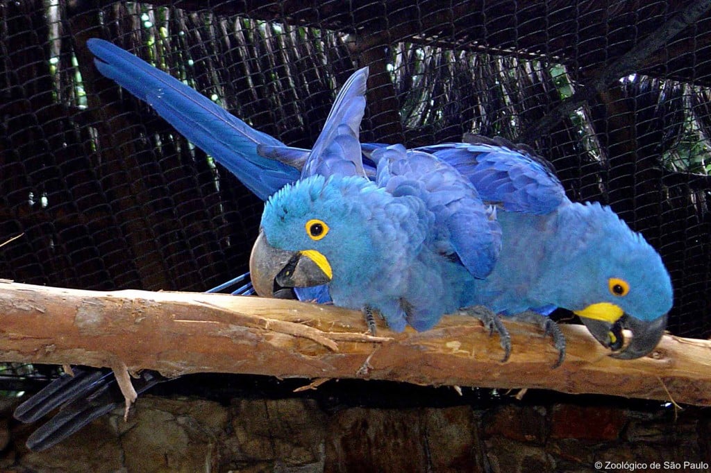 Viagens: Passeio animal: conheça lugares para ver bichos exóticos em São Paulo