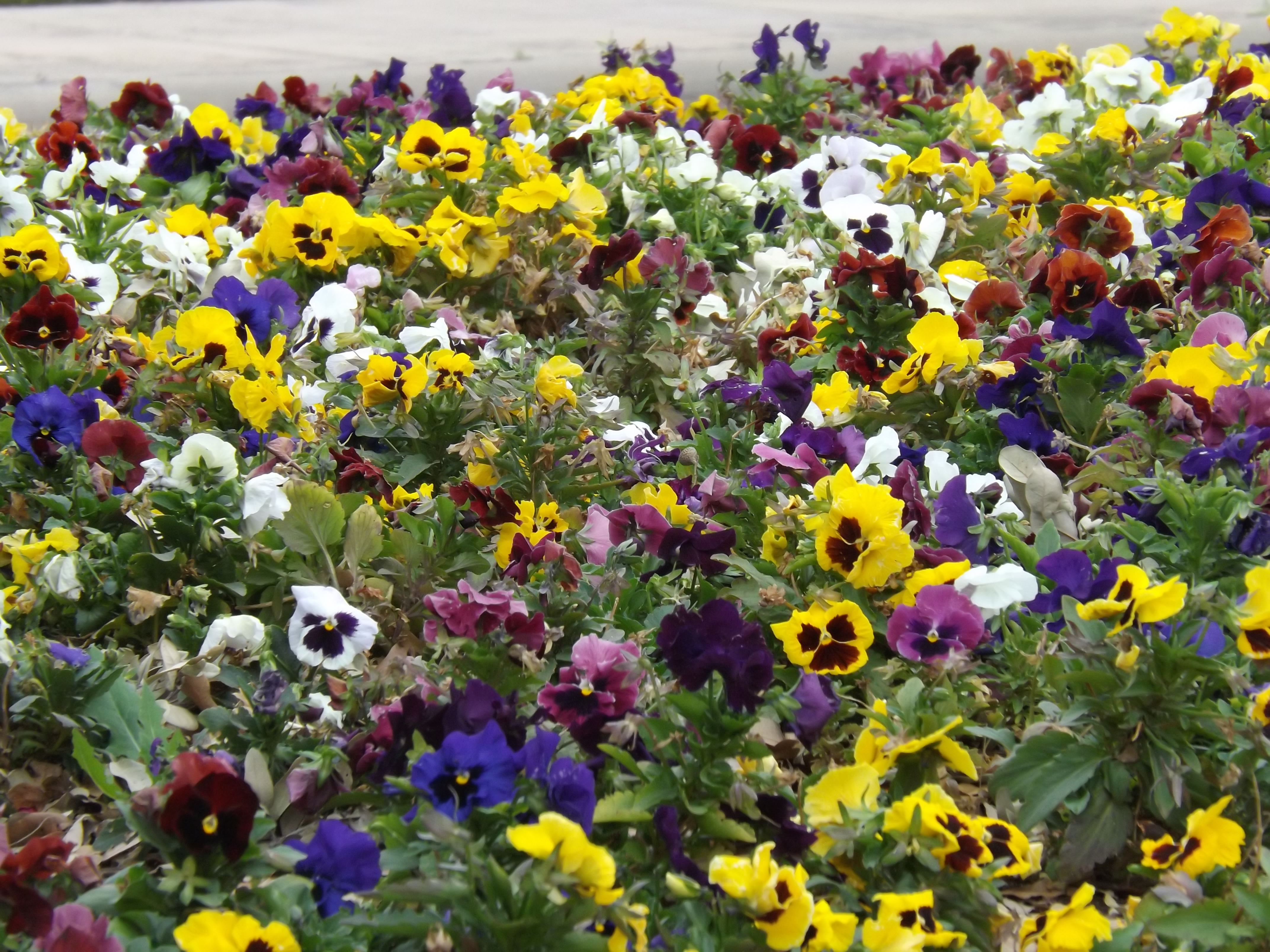 Viagens: Feiras da Primavera e do Dia da Criança em Curitiba