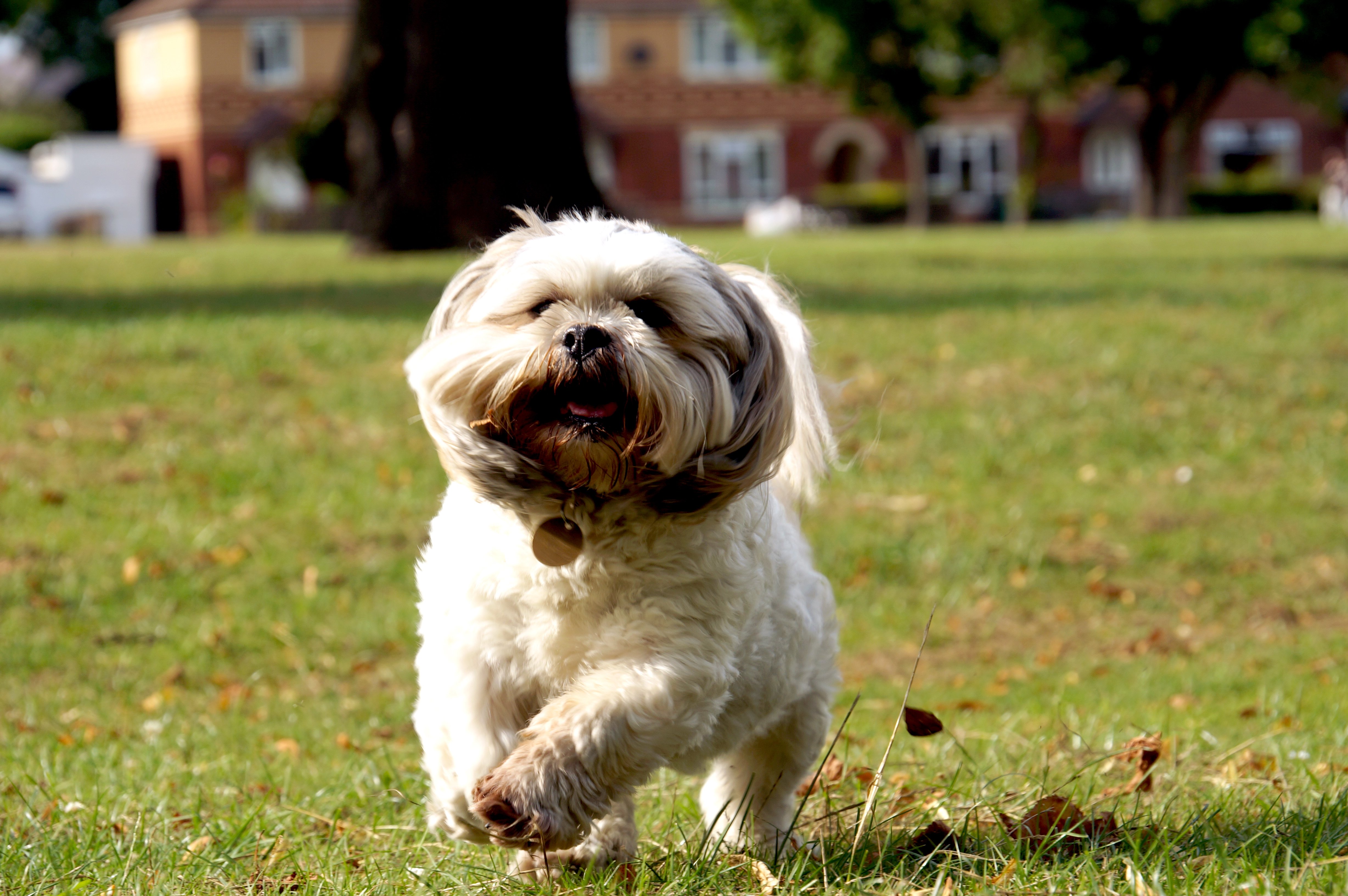 Lugares pra passear com o cachorro em Curitiba