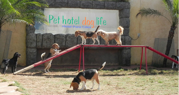 Pet Hotel Dog Life