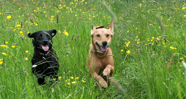 Viagens: Hotéis em SP para deixar seus pets durante as férias