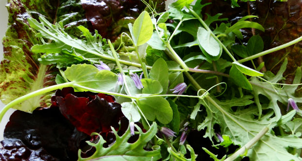 Salada de folhas cruas e legumes
