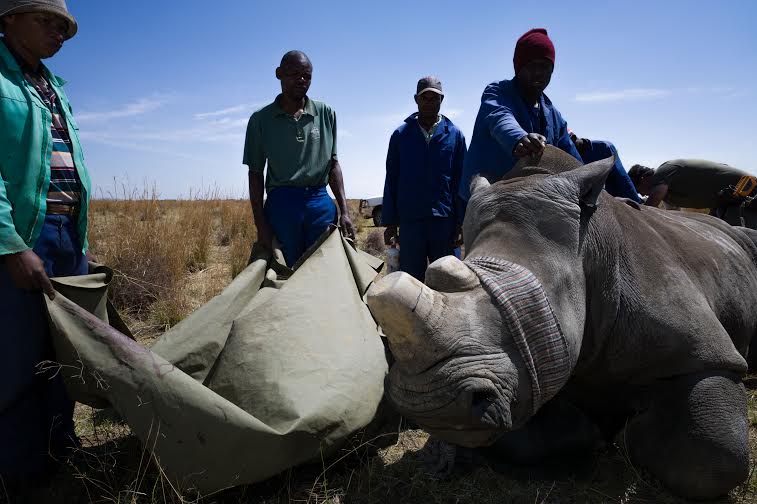 Viagens: Exposição revela trágica situação dos rinocerontes na África