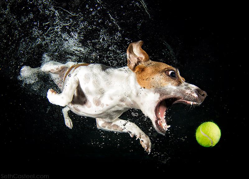 Os divertidos cães mergulhadores