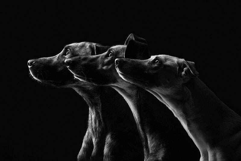 Arte: Fotógrafa tira retratos expressivos de seus três cães
