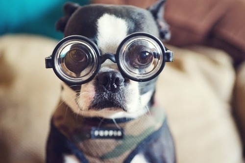 11 razões para você ter um cachorro
