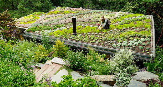 Viagens: Sustentabilidade: Aprenda a fazer telhado verde