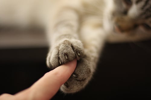 Sinais que seu pet é sua alma gêmea
