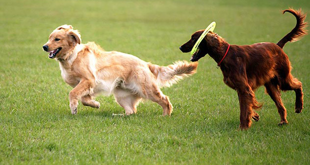 Viagens: Parques para levar cães em São Paulo