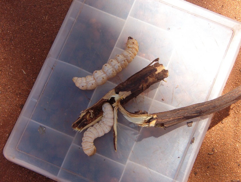 Larvas Brancas Australianas