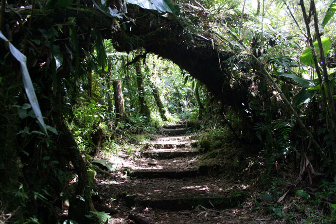 Monteverde Cloud Forest Reserve - Costa Rica