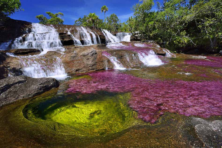 Rio Caño Cristales - Colômbia