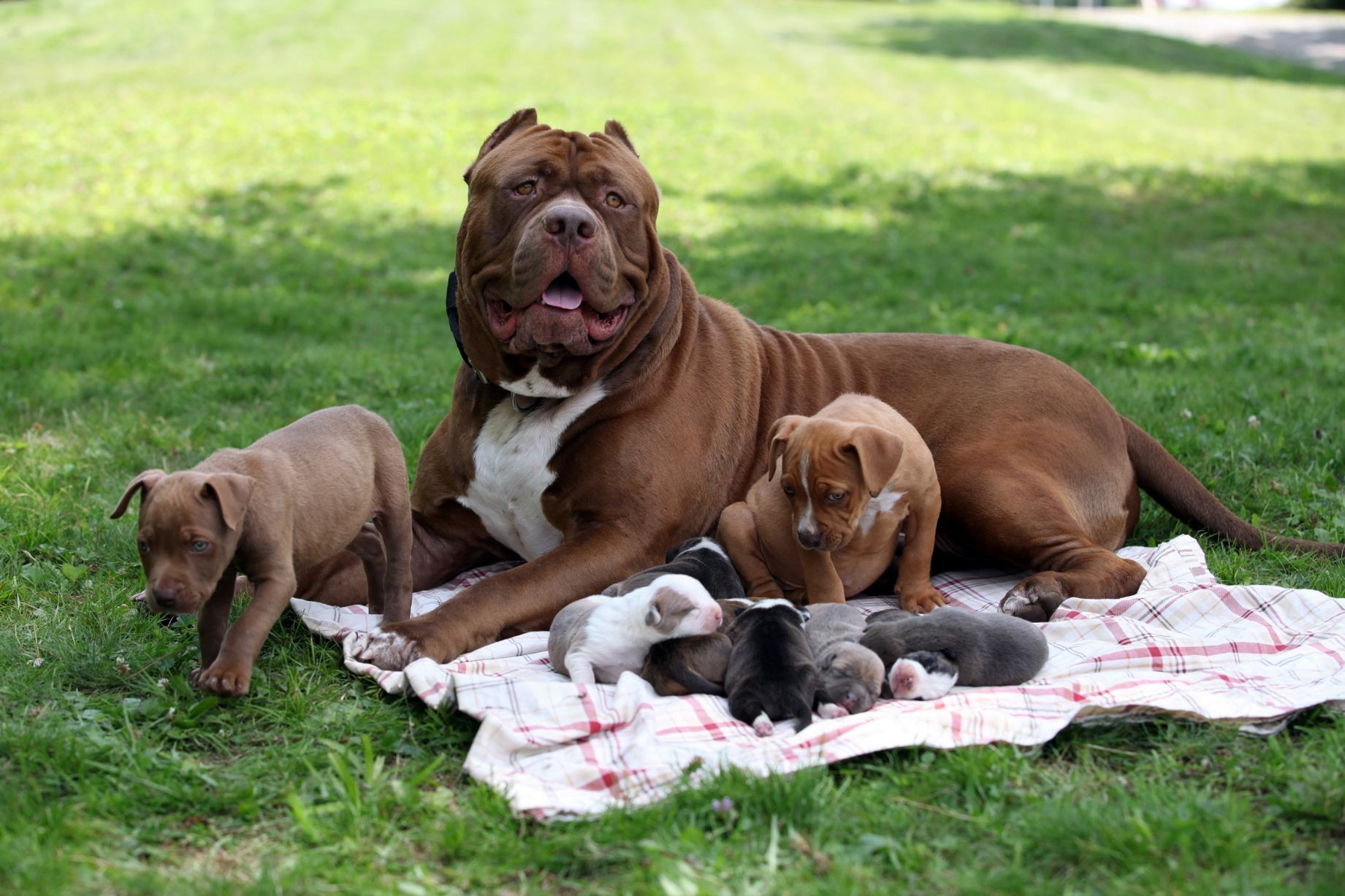 Comportamento: Conheça as raças de cachorro que mais combinam com cada signo