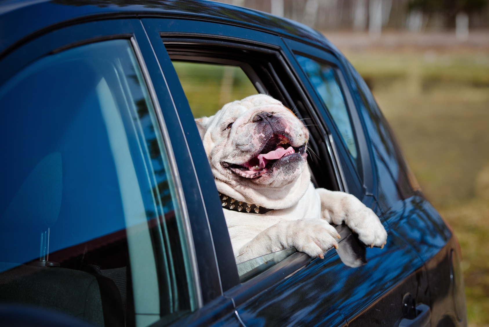 Viagens: Uber lança o uberPet, serviço para clientes com bichinhos