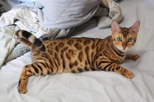 Bengal