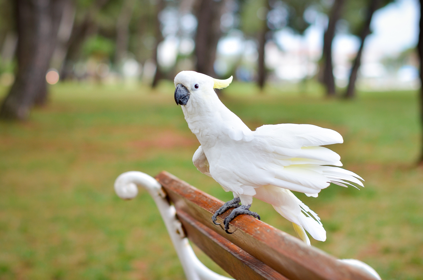 Cacatua