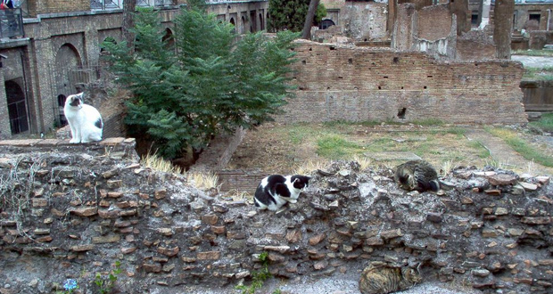 Ruína dos gatos - Roma