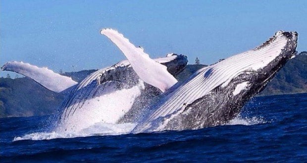 Viagens: 5 praias da Bahia em que é possível ver baleias jubarte