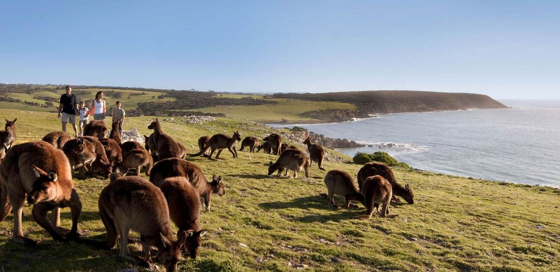 Ilha Kangaroo