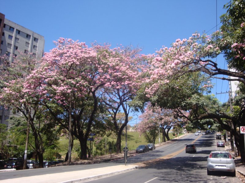 Avenida Prudente de Morais