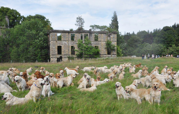 Festival do Golden Retriever