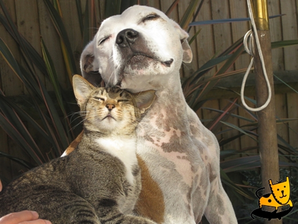 Comportamento: 22 GIFs que comprovam que não existe rivalidade entre cães e gatos