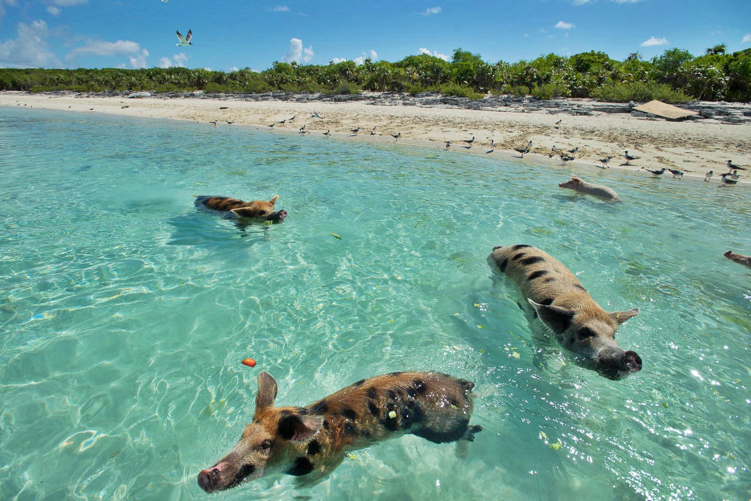 Pig Beach - Bahamas