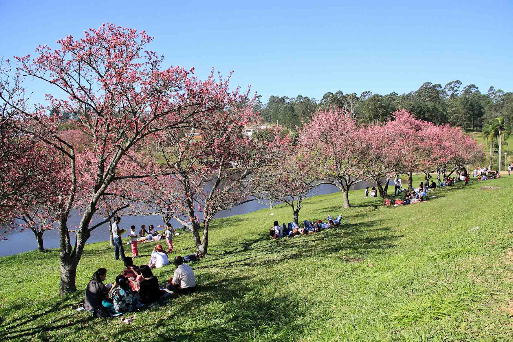 Festival das Cerejeiras em São Roque em 2016