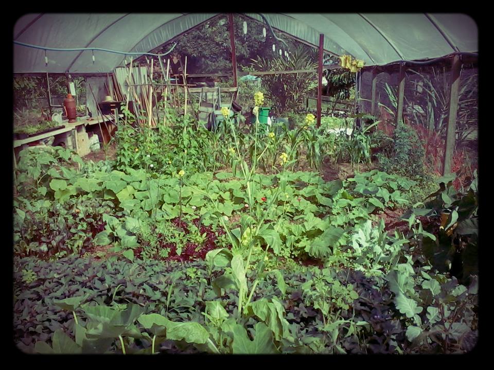 Horta das Flores