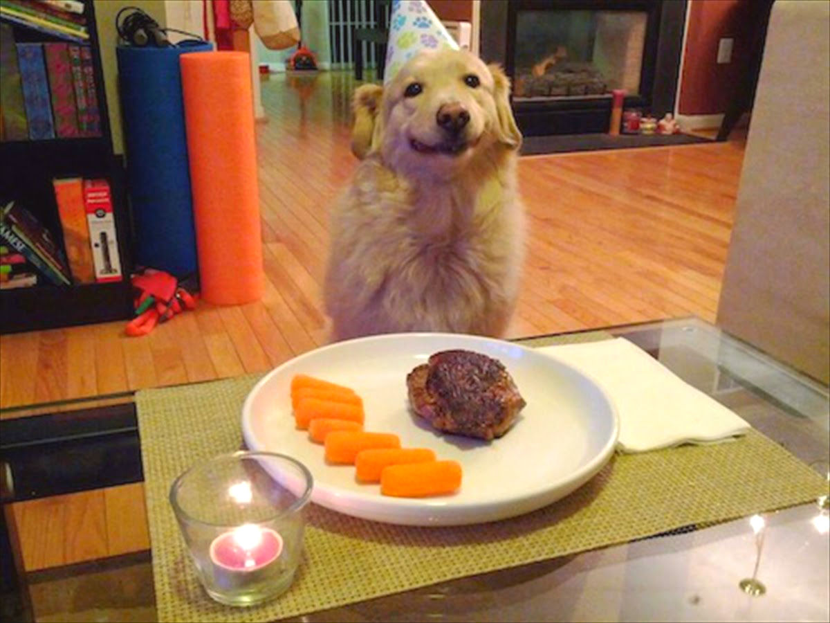 Comportamento: 14 motivos para dar uma festa de aniversário para o seu animal de estimação