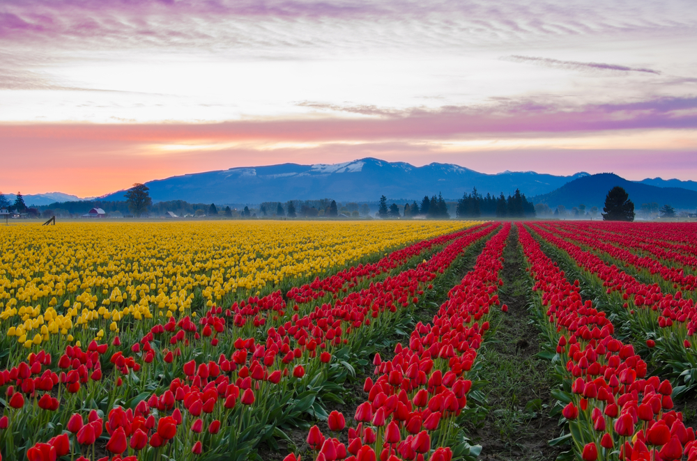 Campo de Tulipas Vale de Skagit, Washington