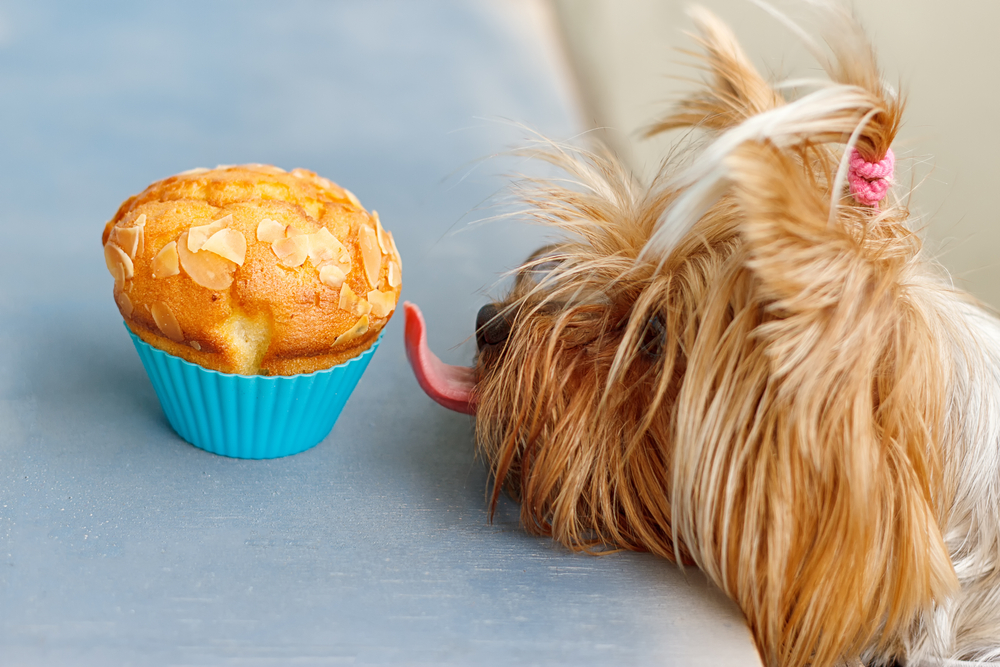 Muffin para cachorro