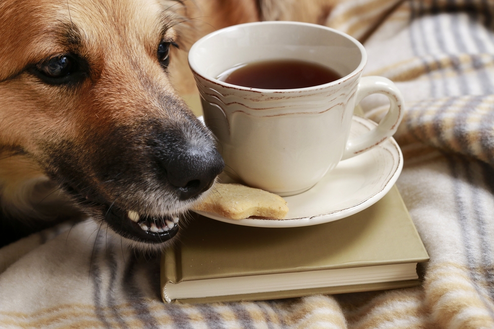 Biscoito canino caseiro com farinha de arroz