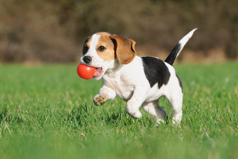 Viagens: Moema ganha parque de diversão para cachorros com atividades para pets e seus donos