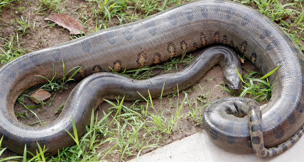 Resultado de imagem para zoologico cuiaba